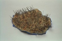 Kleinobjekte